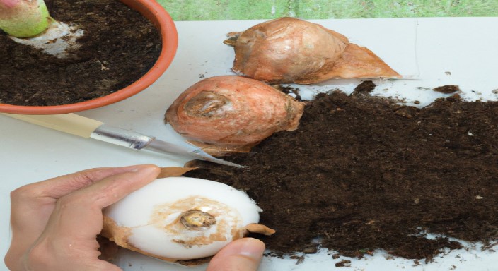 Plant the bulb in potting soil