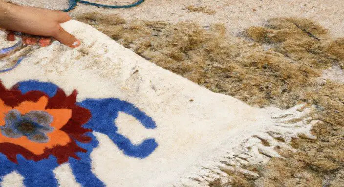 Shampoo the Rug
