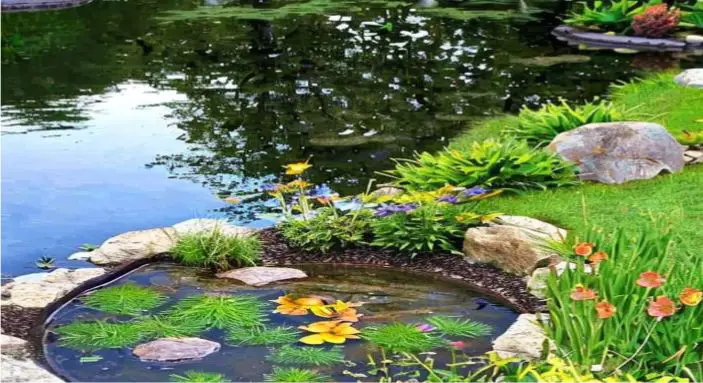Monitor the pond for any signs of problems. 