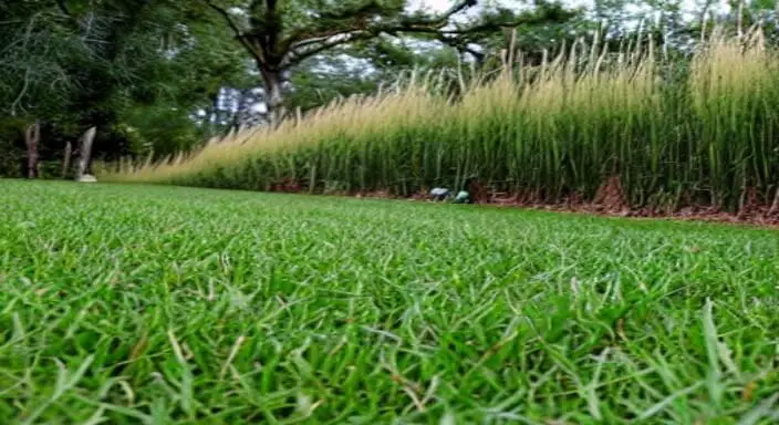 9. Use an herbicide to kill Johnson Grass 