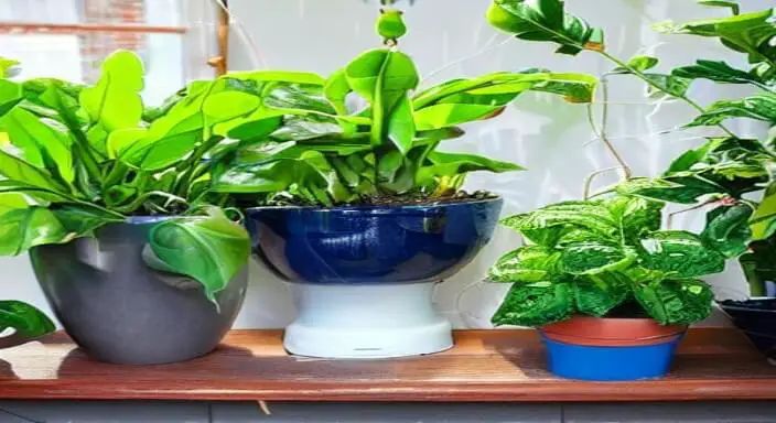 4. Clean your plants and containers 
