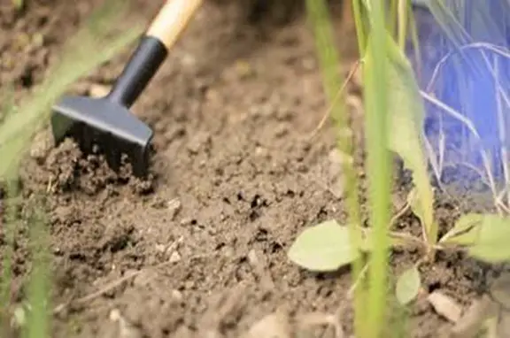Step#05 Loosening up the Soil: