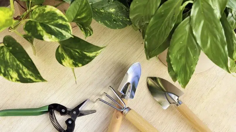 Safety First: Wear gardening gloves and use sharp, clean pruners.