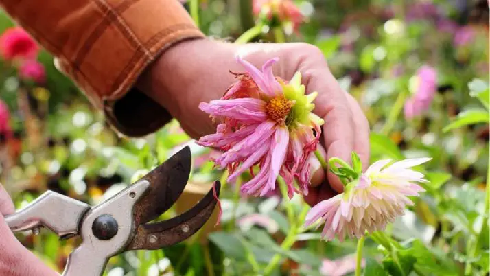 Deadheading: Remove spent flower heads from the top of the plant.