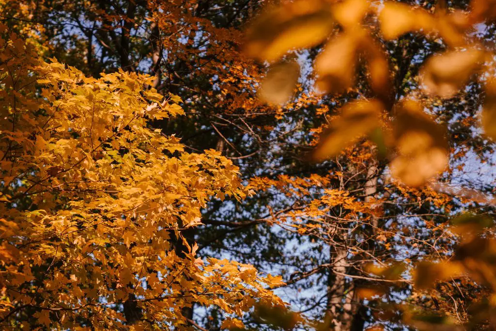 How Fast Do Maple Trees Grow