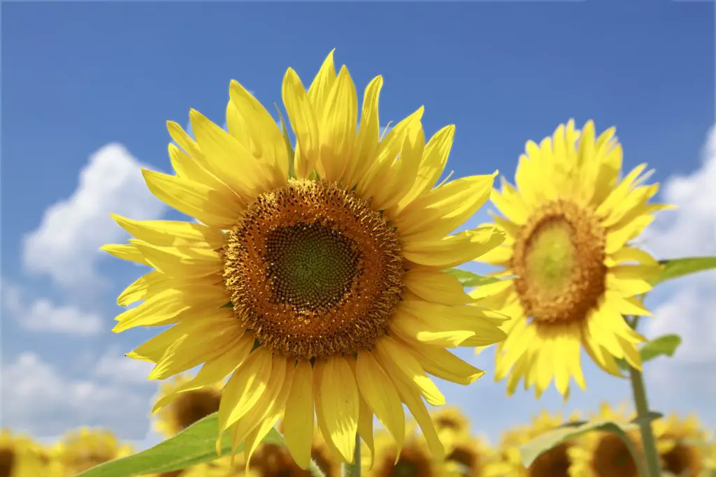 How Much Water Do Sunflowers Need