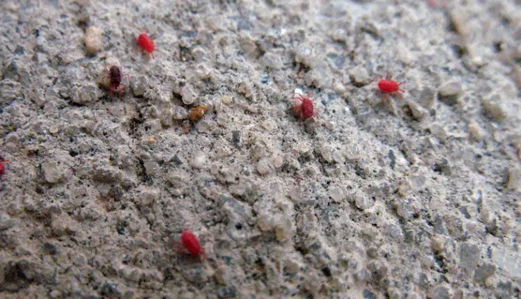How to Get Rid of Concrete Mites