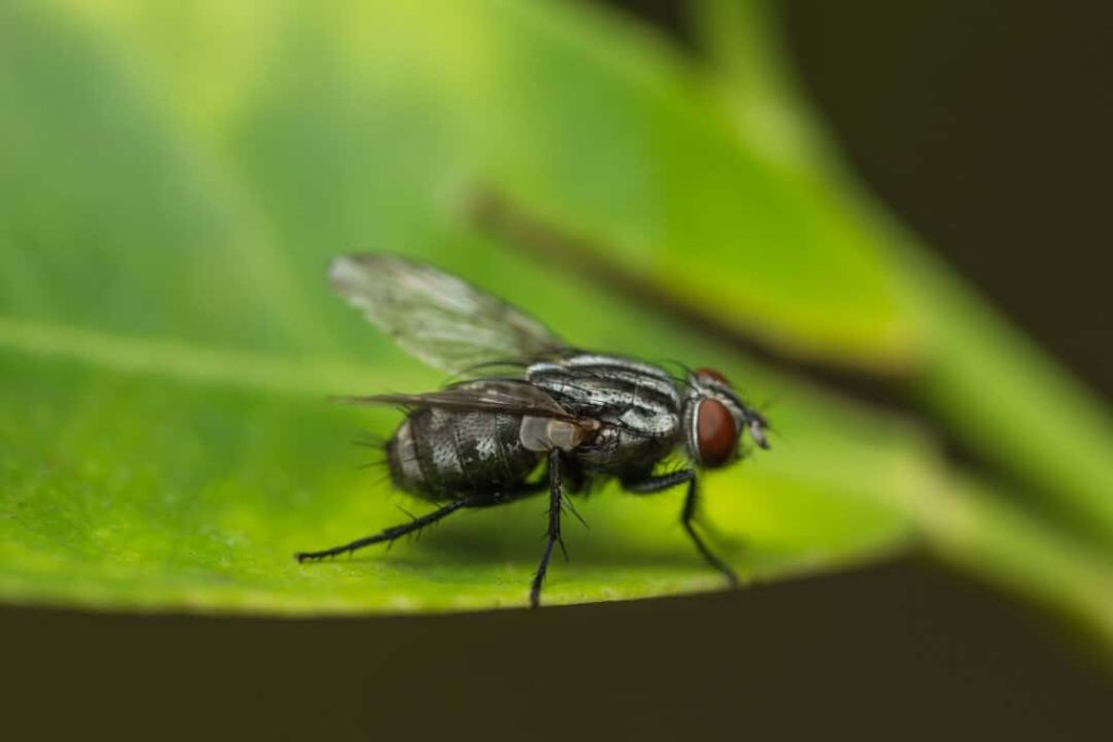 How to Get Rid of Flies Outside with Vinegar