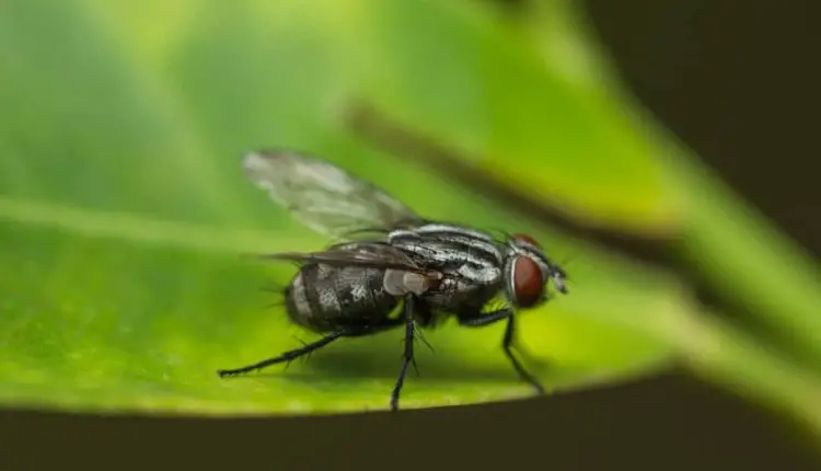 How to Get Rid of Flies Outside with Vinegar