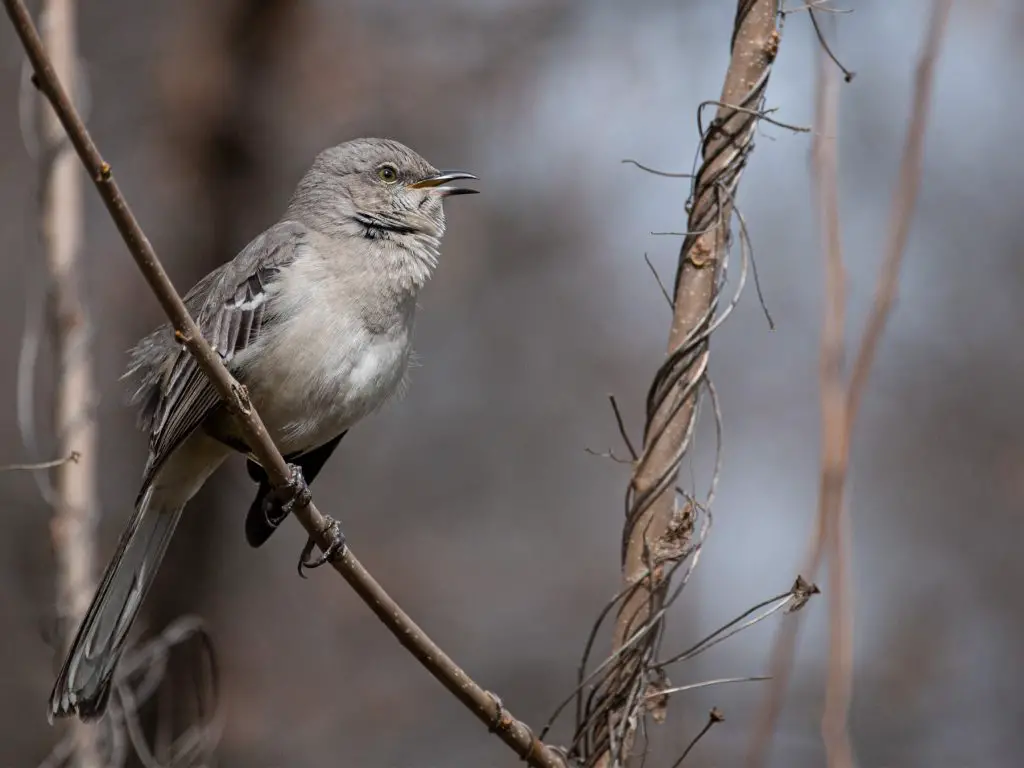 How to Get Rid of Mockingbirds in Your Yard