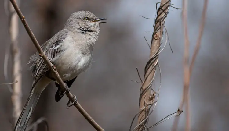 How to Get Rid of Mockingbirds in Your Yard