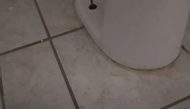 How to Remove Urine Stains from Bathroom Floor