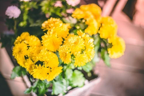 How Long Do Mums Bloom | Unveiling the Delicate Beauty