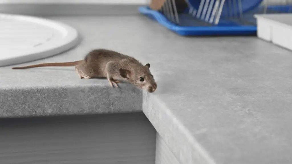 Best Mouse Traps for Home With Pets