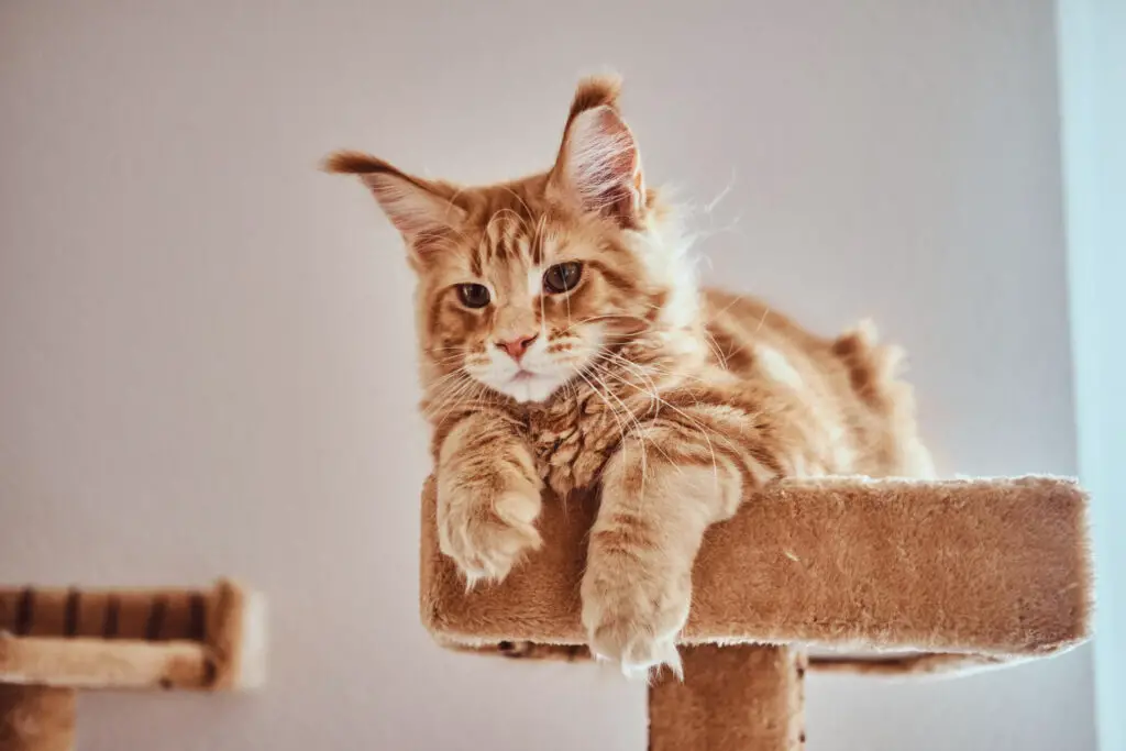 Best Cat Furniture for Large Cats