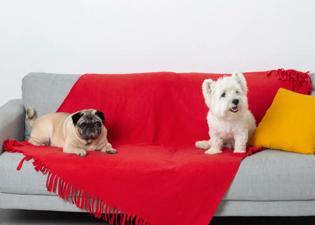 Best Sofa Cover for Pets
