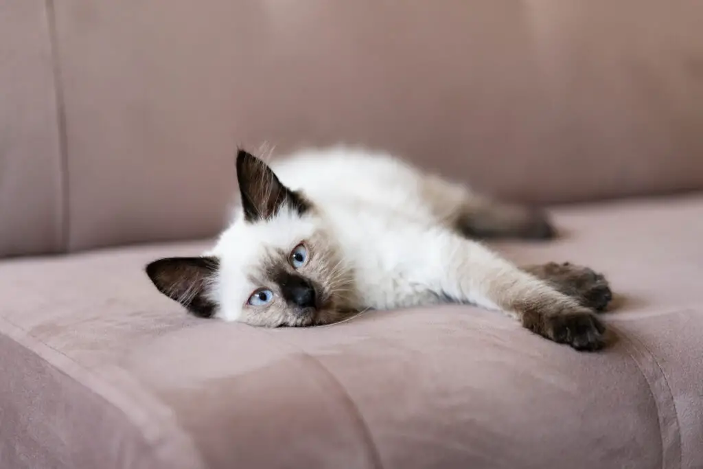 Best Sofa for Cats With Claws