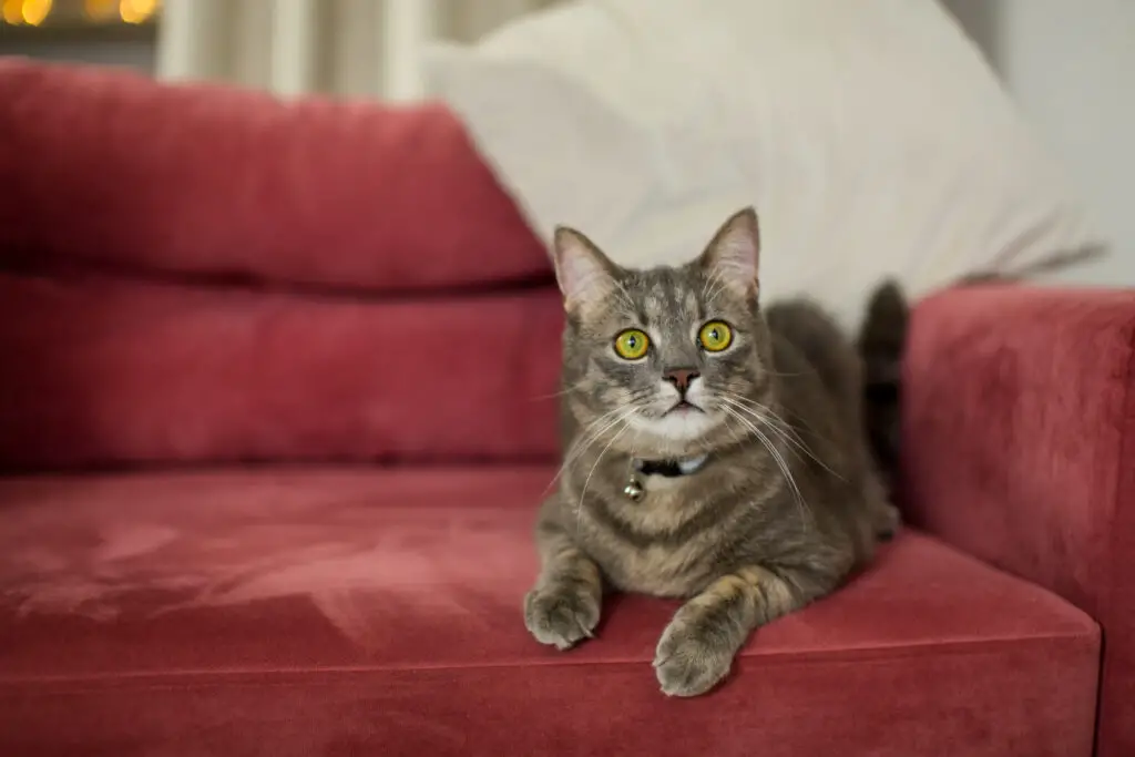 Best Sofa Fabric for Cats