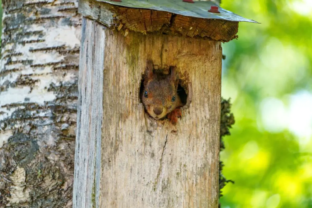 Adorable squirrel peeking out from a wooden birdhouse, symbolizing curiosity in nature.