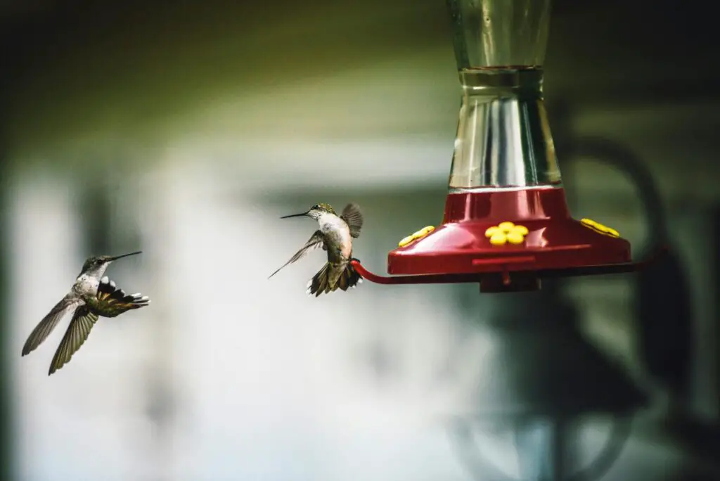 how to make a homemade hummingbird feeder
