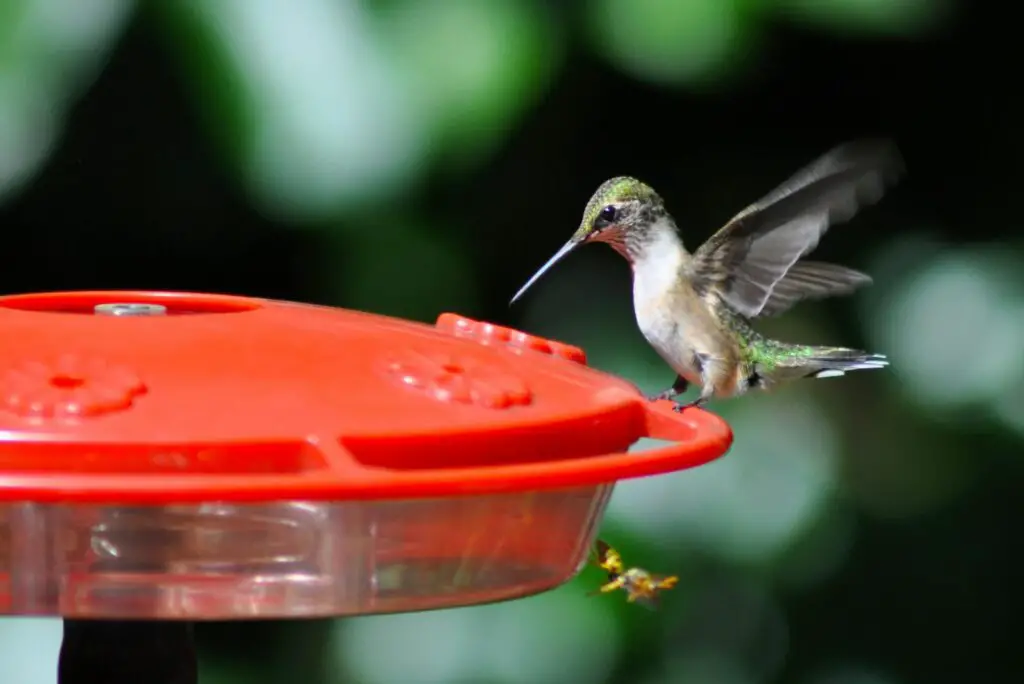 how to make a homemade hummingbird feeder